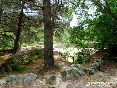 Pinares de la Angostura en Piedralaves;ruta por la pedriza rutas madrid sierra